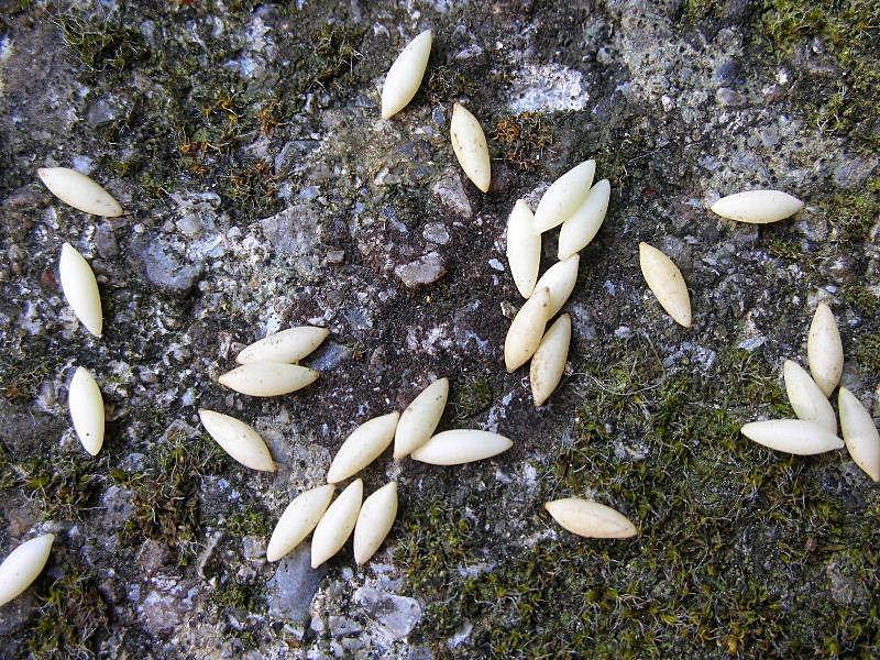 Femmina di Aegosoma scabricorne con uova